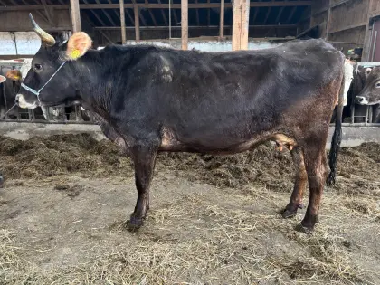 Bio Kuh - Jersey x Braunvieh