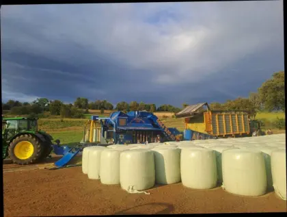 Top Maisballen Milchviehqualität, Zustellung