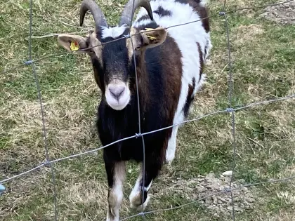 Miniziegen und Scheckenziege abzugeben