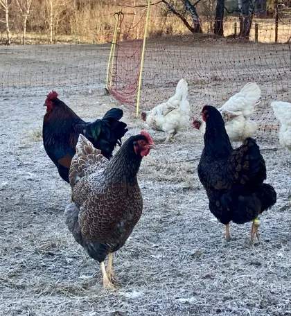 Bruteier Barnevelder blau-braun und schwarz-braun doppelt ge
