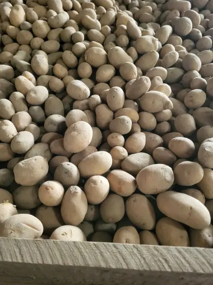 Venezia Original Saatgut