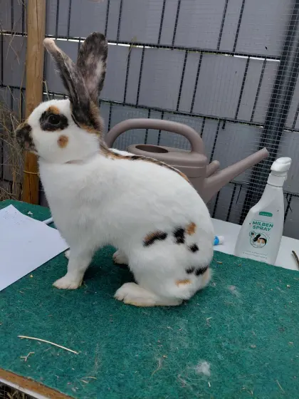 Rheinische Schecken Zuchtiere