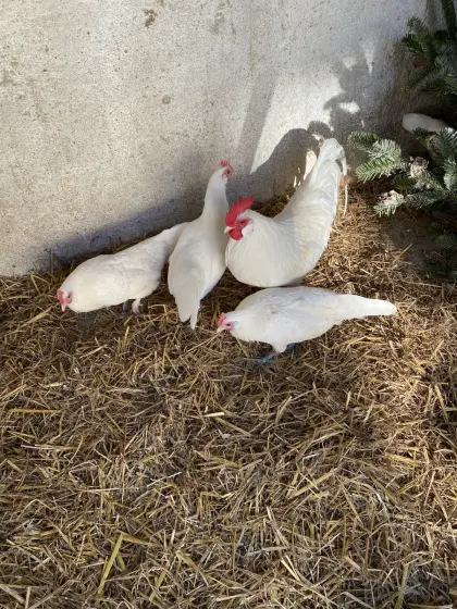 Bruteier deutsche Zwerghühner