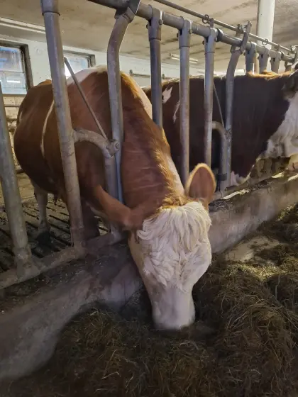 Trächtige Fleckviehkalbin zu verkaufen