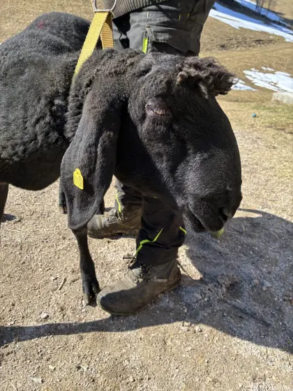 Widder der Rasse Schwarzesbergschaf