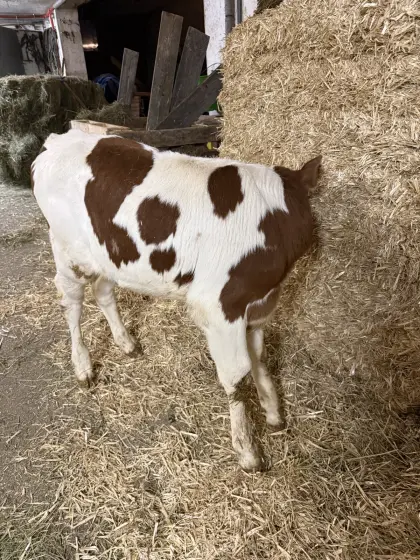 BIO Zuchtkalb männlich reinerbig hornlos