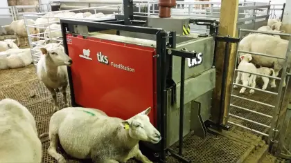 Kraftfutterstation für Schafe/Lämmer