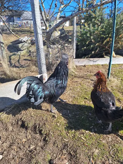 Suchen neues Zuhause für unseren Junghahn