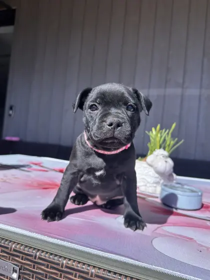 Staffbull Welpen suchen liebevolles Zuhause