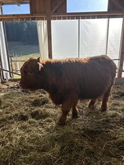 Hochlandrind Kalbinnen + Stier