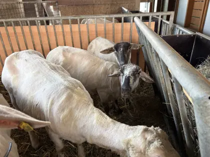 Merino, Lämmer Trächtige kreuzungs Schafe