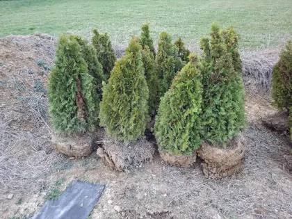 Thuja Smaragd . Thujen . 12 x mit 130 cm
