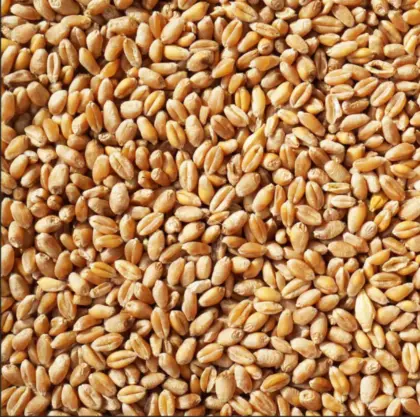 Suche Futterweizen und Futtergerste