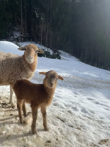 Kamerunschafe - Lämmer zu vergeben