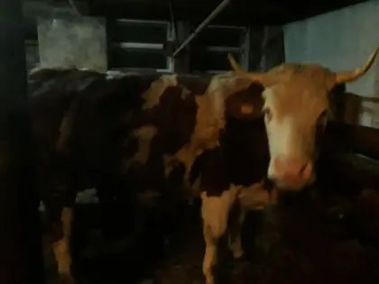 trächtige Fleckvieh-Kalbinnen