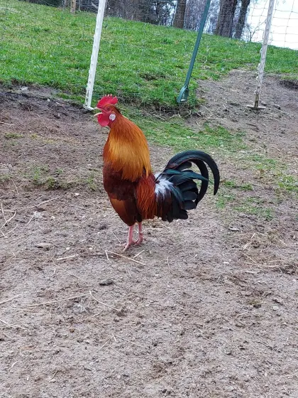 Zwerghaubenhuhn - Hahn