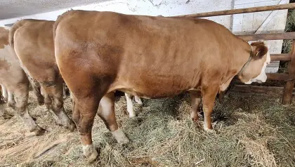 Trächtige Fleckviehzuchtkalbinnen