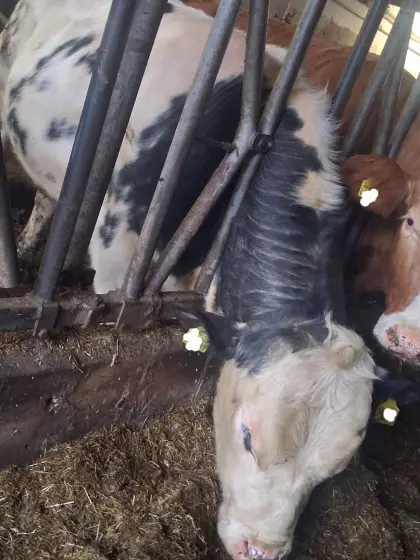 Bio Weiß blauer Belgier mal Fleckvieh Deckbulle Deckstier