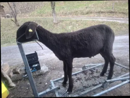 Braune Bergschaf Widder BIO