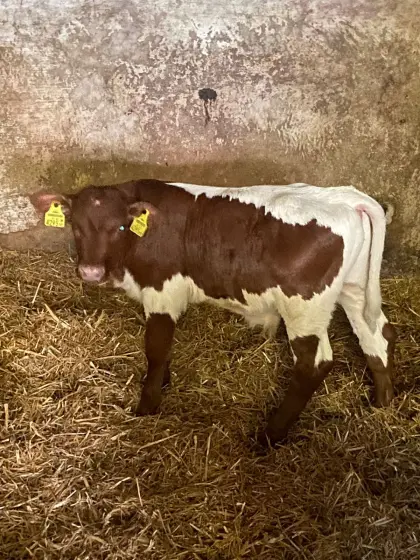 originales Pinzgauer Stierkalb