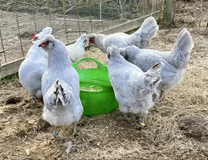 Bruteier meiner British Lavender Araucaner