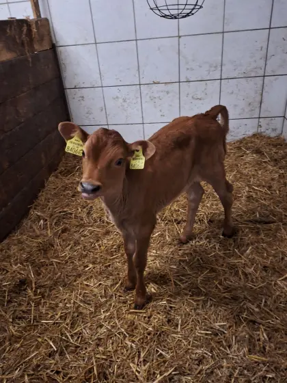 Jerseyzuchtkalb