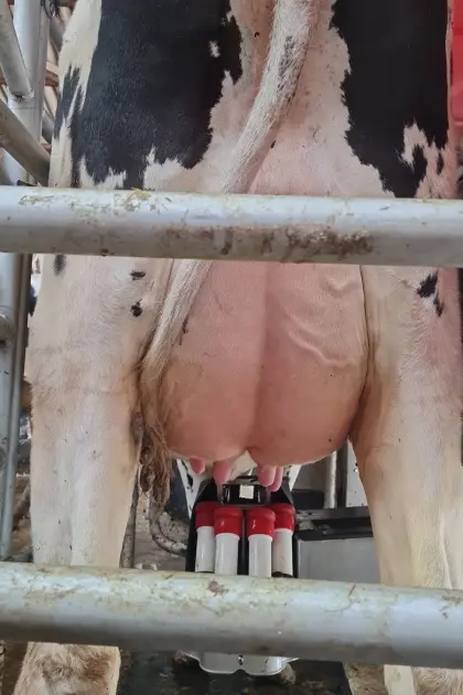 Verk. Holstein Färse