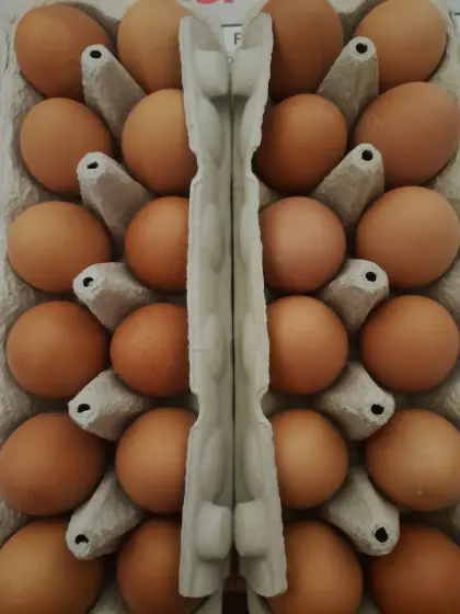 Frische Eier