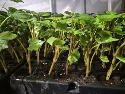 Gemüse und blummen  pflanze