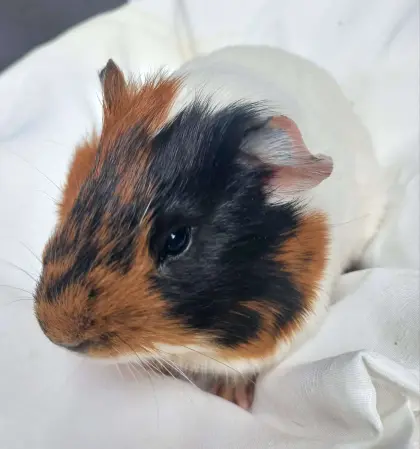 Meerschweinchen