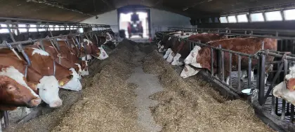 Fleckvieh Milchkühe