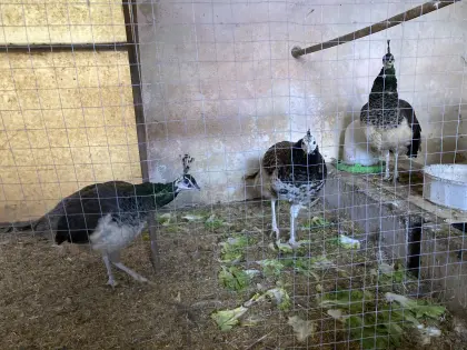 4225 Luftenberg Reschenweg 26