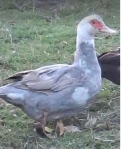 Bruteier von Warzenenten