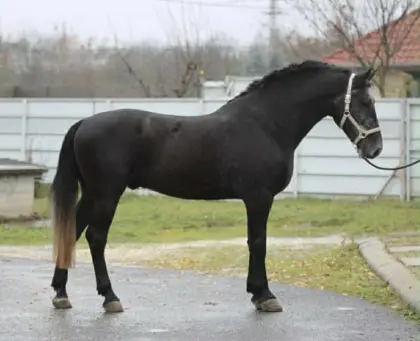 Hübscher 5j Warmblut Wallach
