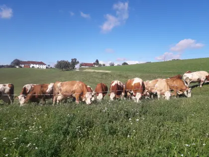 Bio Erstlingskuh - trächtig