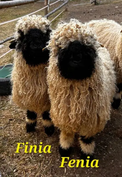 Walliser Schwarznasen