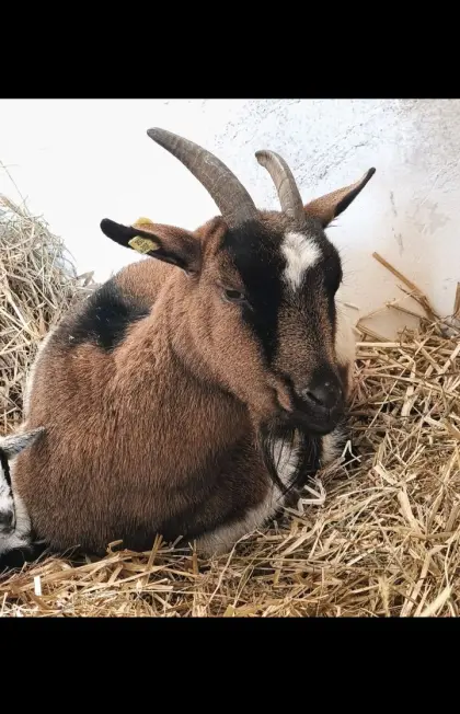 Zwergziegen-Pärchen