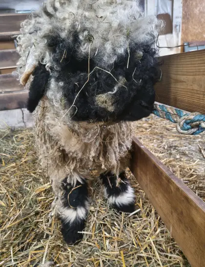 Walliser Schwarznasenschaf Bio Herdbuch Jungwidder