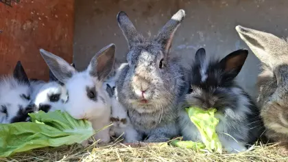 Zwerghasen, Zwergkaninchen