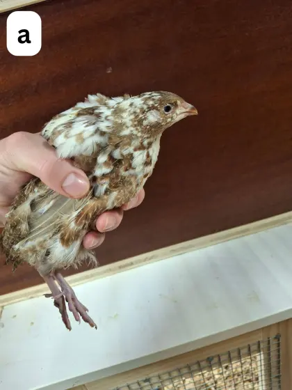 Celadon Wachtel Hähne