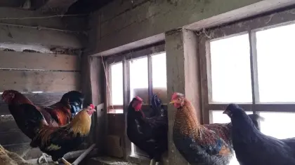 Schöne Hähne suchen ein neues Zuhause