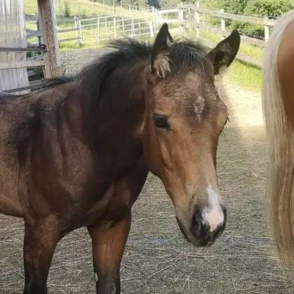 Quarter Horse Hengst Jährling