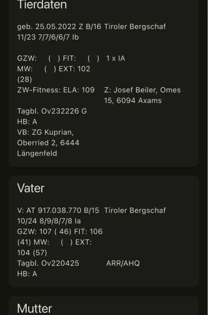 Tiroler Bergschafwidder