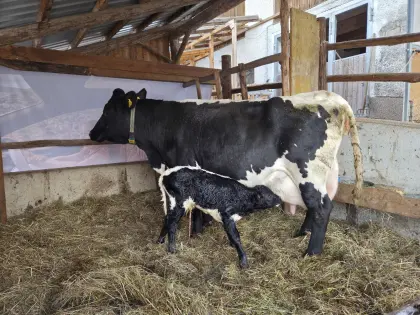 Bio Original Pinzgauer Kuh