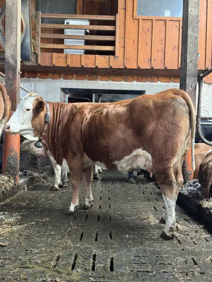 Fleckviehzuchtkuh aus dem Betrieb Moitzi in Obdach