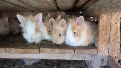 Zwergkaninchen in allen Farben laufend zu verkaufen