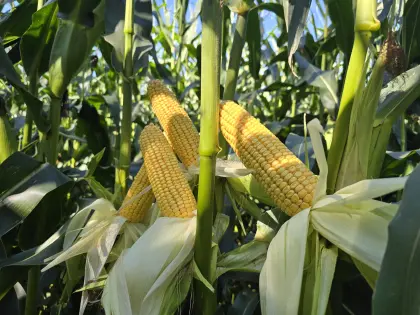 BIO-Maissilageballen