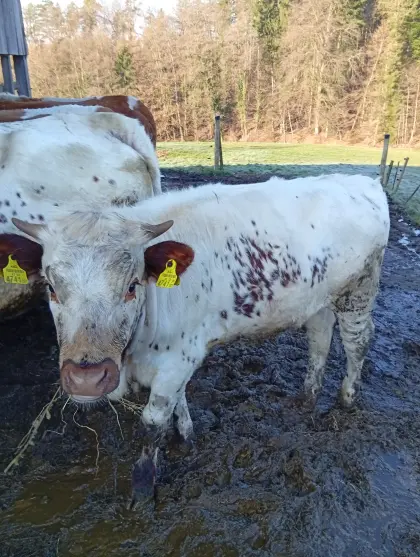 Pustertaler Kalbin Bio