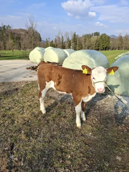 Weibliches Zuchtkalb