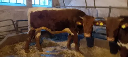 Pinzgauer HB Jungstier zu Verkaufen